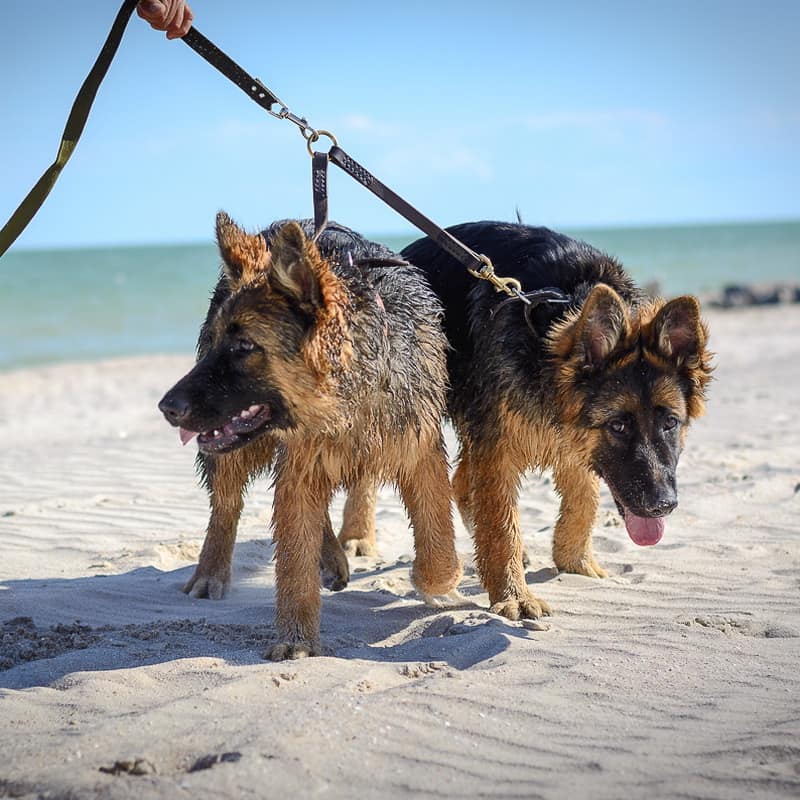 Черная сворка поводок из кожи для двух немецких овчарок «Happy Dogs»